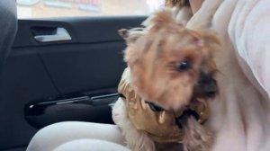 РЕАЛЬНЫЙ ДЕНЬ СОБАКИ! 24 ЧАСА ПУПСЯ ГУЛЯЕТ С КАМЕРОЙ ЧЕЛЛЕНДЖ