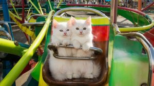 РАЗВЛЕКАТЕЛЬНОЕ ВИДЕО ДЛЯ ДЕТЕЙ