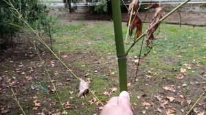 Заросли бамбука.