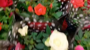 #красивые розы в Оби в брянске