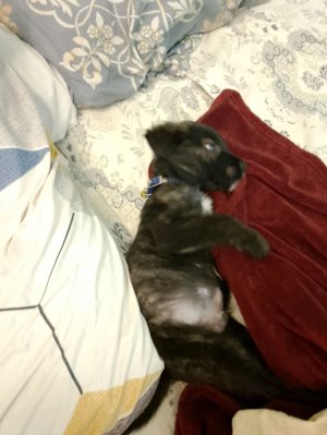 собираемся гулять с Евой и Анжеликой приехала крестная