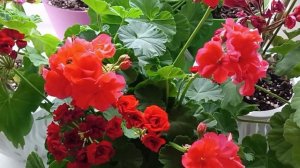 Борьба с вредителями на Пеларгонии Герани