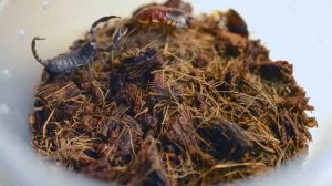 АТАКИ СКОРПИОНА. БОЕВЫЕ СТОЙКИ. УДАРЫ.