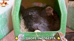 Содержание кур в домашних условиях и других птиц во дворе у Роберта 🐣🐤🦆🐔🪿🦃 (371)