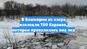 В Башкирии из озера извлекли 780 баранов, которые провалились под лед