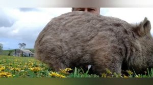 вомбат - газонокосилка