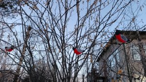 Украсили поделками Детскую площадку в Детском саду и полетели дальше VLOG