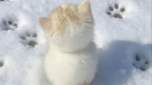 Диссоциативное Расстройство - Ложные Выводы (bassboosted) (rock)