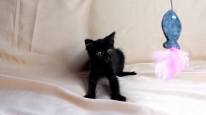 Как живётся спасённому чёрному котенку. Часть 1