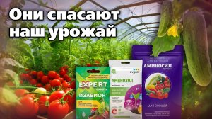 Аминокислоты для растений. Зачем нужны и чем помогают