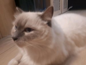 пауза челендж