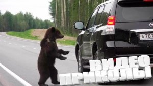 ВИДЕОПРИКОЛЫ \ КРУТЫЕ ПРИКОЛЫ 2025 \ НОВЫЕ ПРИКОЛЫ \ СМЕШНЫЕ ПРИКОЛЫ 2025 ЮМОР