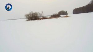 ДВА ЗАЙЦА ПОД ЁЛОЧКУ