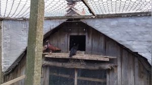 покупайте голубей бойных