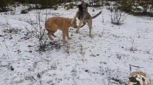 ЩЕНКИ НАСТОЯЩИХ АБОРИГЕННЫХ ГАМПРОВ.ТАЙРА И ТАЙГЕР.ОТ РЕАЛЬНО РАБОЧИХ РОДИТЕЛЕЙ БОСТОН И СИМБА.