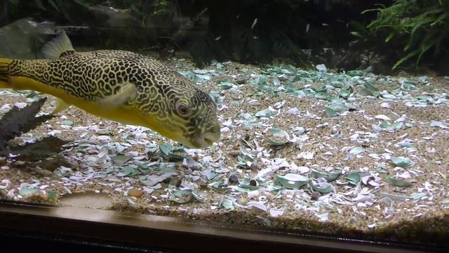 Тетраодон МБУ - пресноводный Иглобрюх - Trim