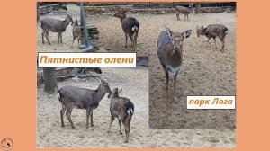 Пятнистые олени в парке Лога. Олениха и подросший малыш