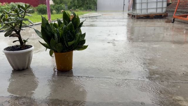 🎼. «Летний дождь» - Игорь Тальков смотреть онлайн