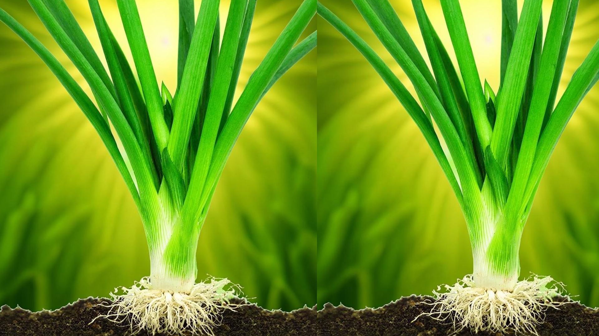 Как впервые в России появился лук: подробный рассказ / Когда появился лук в России