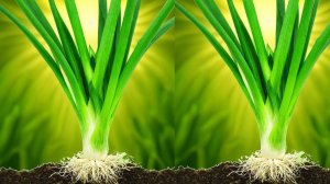 Как впервые в России появился лук: подробный рассказ / Когда появился лук в России