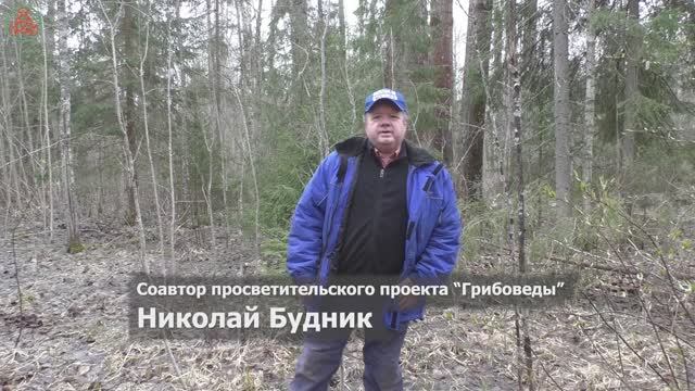 Грибов практически нет! Открытие грибного сезона 2025 года. Из цикла "Дневник грибника" 3 мая 2025 г смотреть онлайн