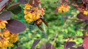 Шершень на Оттавском барбарисе