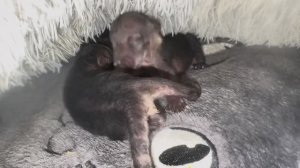 Вот так проходит МОЯ НОЧЬ, когда появляются новые питомцы я совсем не высыпаюсь!