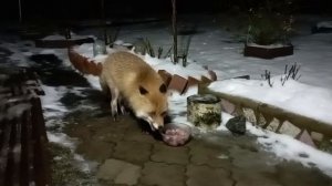 (1202) Лиса приходит в гости. Декабрь 2025