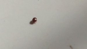 КЛЕЩ ВАРРОА , КОВАРНЫЙ ГОСТЬ ИЗ АЗИИ...