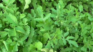 Рукола (индау)