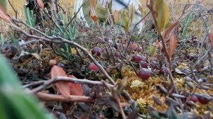 Сбор клюквы половником. способ сбора клюквы.