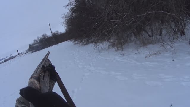 Трудовой заяц-русак, охота в Татарстане, зимний сезон 2025-2026г. смотреть онлайн