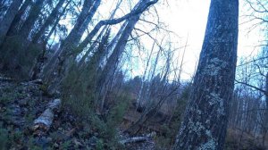 Охота на рябчика одним дублем без срезок.