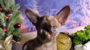 Варвара #скидки до 27/12/25 #купитьщенкачихуахуапродаю +79215950848