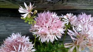 Блиц-обзор сорта пеларгонии Vectis Spider.