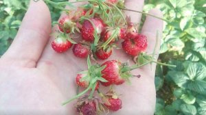 Если много уродливых ягод клубники