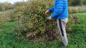 Жимолость. Кусты Авроры 10 лет.