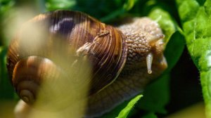 Во Франции усилили охрану ферм с устрицами и улитками перед Рождеством