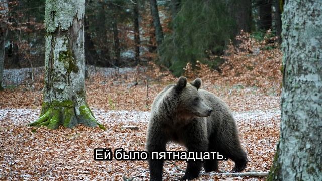 Слезы невесты и шокирующий секрет старого шейха (Часть 7) смотреть онлайн