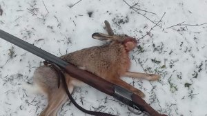 Охота на зайца