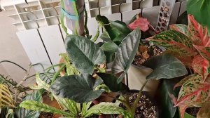 Занимаюсь цветами