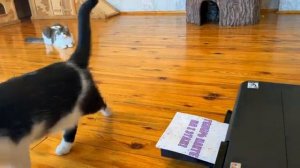 пранки над котами