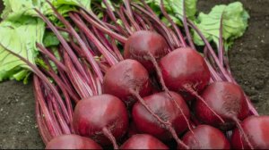 Только эти сорта свеклы посажу в 2026 году. Самые урожайные и вкусные сорта свеклы для посадки