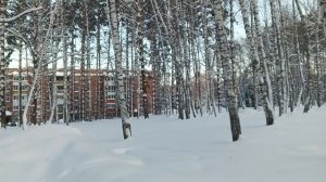 Морозное утро в лесу