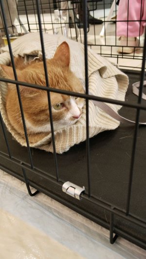 трансляция на улице 2 день центр Москвы