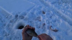 Ничего себе, НАДУБАСИЛИ РЫБЫ в морозяку! Декабрь, озёра ХМАО