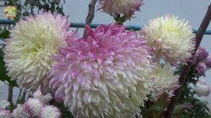 Что есть в Водолее? Агрогороскоп 23-26 декабря 2025