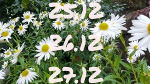 Лунный календарь для цветоводов с22.12-28.12.25г