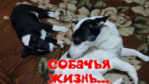СОБАЧЬЯ ЖИЗНЬ