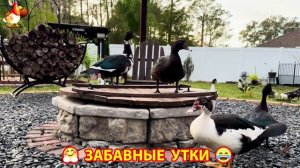 Забавные утки мускусные и пекинские на свободном выгуле со своими друзьями ч.(321) ❣️🤗😂